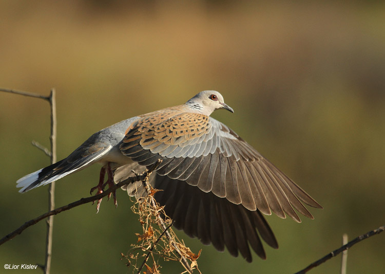      Turtle dove  Streptopelia turtur , Ramot , Golan ,Israel,18-06-11. Lior Kislev                 